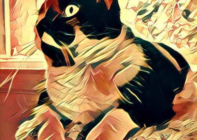 Prisma 6